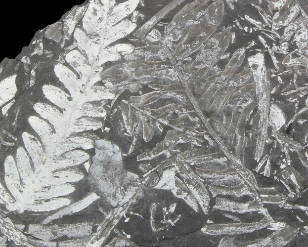 Fossil Seed Fern Plate - Pennsylvania #36950